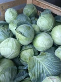 Sprzedam kapustę na przemysł 2+, zbita, czysta. Ilość ok. 5 ton. Możliwy dowóz po uzgodnieniu.