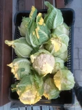 Sprzedam kalafiora waga od 500gr do 1200gr Polski ilość około 20ton