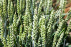 PZPRZ: wniosek o rejestrację zapraw insektycydowych do zbóż