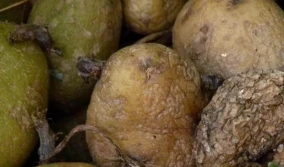 GUS: straty magazynowe ziemniaków większe niż przed rokiem