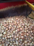 Sprzedam cebulę odmiana swift na worek 