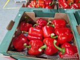 Sprzedam - PAPRYKA CZERWONA Turcja. Dostępna już w PL. Ilości paletowe i całosamochodowe.