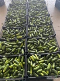 Sprzedam świeże ogórki gruntowe 6-9 i 9-12, opakowanie skrzynka plastikowa około 12kg, ilości cało samochodowe. Transport cała Polska