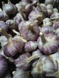 Sprzedam czosnek Arkus na sztuki lub na wagę, na czysto lub na brudno. Cena do uzgodnienia 