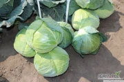 Sprzedam kapuste biala do kiszenia lub na przemysl zdrowe glowki od 4 do 10 kg Ambrosia oraz structa. Dostepne 20 ton.
