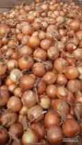 Sprzedamy cebulę pryzmę lub wysortowaną. Opakowanie do ustalenia.   