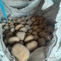 Sprzedam ziemniaki jadalne odmiana soraya ziemniak szykowany pod zamowienie