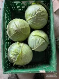 Sprzedam kapustę białą 1.5-3.5kg jakość marketowa, opakowanie do uzgodnienia. 
