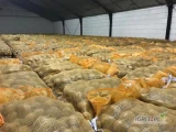 Sprzedam ziemniaka, odmiana rivera. Młode, jadalne. Ilości tirowe. Dostępne również inne odmiany! Worek 15 kg lub big bar. Kaliber 45+