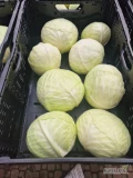Kapusta biała 1-3,5 kg, ilości paletowe do 10 ton jednorazowo. 