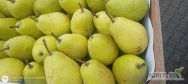 Sprzedam gruszkę luksusowe zolta
