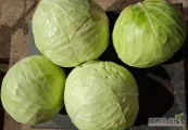 Sprzedam kapuste biala od 1.5 do 6 kg. Bez pozostałości. 