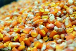 Wiadrem w jedną noc wyniósł 8 ton cudzej kukurydzy