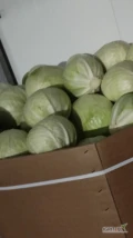 Sprzedam kapustę białą kaliber 1-4kg towar z chłodni opakowanie karton box ilości tirowe oraz kapusta czerwona kaliber 1-3kg 
