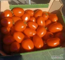 Sprzedam pomidor odmiana DYNO. Owoce czyste, rowno wybarwione, pakowane w opakowna kartonowe po 6 kg lub zgodnie z zamówieniem. Dostępna...