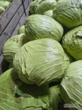 Sprzedam Kapustę płaską odmiana Greene Lunar 1-3 kg 