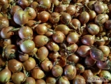 Sprzedam cebulę odmiana Sedona, kaliber od 5 do 8, posiadam około 30 ton. Odsortowana, nie fazerowana, w skrzyniopaletach. Kontakt...