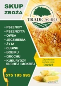 skup grochu ekologicznego oraz bobiku, peluszki, łubinu wymagane ilości min 25t zapewniam transport w całej Polsce, cena ustalana...