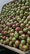 Sprzedam Szampion Princ Golden Honey Crisp Boskop
