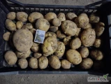 Sprzedam ładnego młodego ziemniaka Riviera . Okolice Warty. Możliwy transport, ilości do uzgodnienia.
