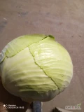 Sprzedam kapustę białą, odmiana Cyclone, towar marketowy, waga 1,5kg-3,5kg, opakowanie kartonbox. 693098868