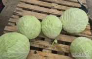 Sprzedam około 200 ton kapusty białej odmiana STRUKTA  4kg+ 