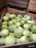 Sprzedam kapustę białą od 1kg do 3.5kg towar marketowy opakowanie do uzgodnienia 