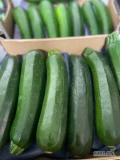 Sprzedam duże ilości cukinii - jakość premium !!!