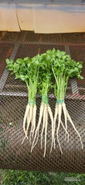 Sprzedam marchew pęczek, pietruszkę pęczek lub do włoszczyzny. Zapraszam
