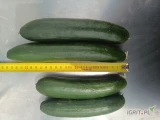 Sprzedam ogórek  szklarniowy. Klasa I i II. Ilości paletowe