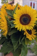 Sprzedam kwiaty słonecznika 