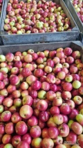 Sprzedam jabłko na musy, idared, po gradzie, +70 myty po presorcie 400 ton