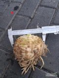 Sprzedam seler balena brudny handlowy od 0,5-1,1 kg Zdrowy kopany pod zamówienie 