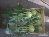 Sprzedam kalarepę z pod tuneli ładna z nalotem woskowym idealna jakość eksportowa w ofercie inne warzywa