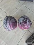 Sprzedam kapustę czerwoną  handlową.Cena 0.70 gr kg.
