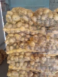 Szprzedam 150 worków ziemniaków młodych surmia cena 10zł za worek