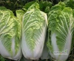 Sprzedam ładną kapustę pekińską z wagą około 1,5 kg  sztuka . Zapraszam do rozmowy telefonicznej po szczegóły 