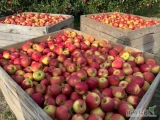 Sprzedam jabłko CHAMPION za wagę w skrzyni. 60 skrzyń, ale cały czas trwa rwanie. 