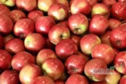 Kupię jabłka duże ilości 