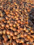 Sprzedam cebule na wysadke. Cebula kaliber 35-50mm worki po 15kg duże ilości nie fazerowana, zdrowa twarda cebula. Więcej informacji pod...