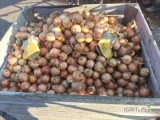 sprzedam cebule na obieranie duży kaliber sortowana 
