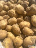 Sprzedam młodego ziemniaka swieżo kopanego , worek lub big bag 