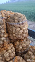 Sprzedam ziemniaki awizo kopane odmiana Riviera. Jakość jak na zdjęciach