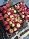 Sprzedam jabłko odmiany Idared 75 skrzyń . Rwany od 7 cm . Czysty bardzo dobrze wybarwiony