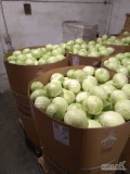 Kapusta biała z chłodni 1,5-4,5 kg .ilości Tir....karton box na palecie 1 tona