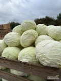 Kapusta biała do kiszenia Ambrosia i Report duże czyste główki. Możliwy transport 