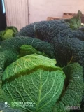 Sprzedam 470 sztuk grubej kapusty włoskiej 