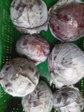 Sprzedam kapustę czerwona Kal 1-3 kg 
