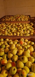 Sprzedam Golden Delicious z certyfikatem i badaniami. Jabłko rwane bez uszkodzeń i zgniłych. Moze być na musy, przeciery lub deser. Cena...