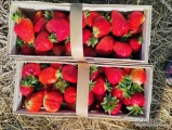 Sprzedam 150 łubianek Azji truskawki bardzo ładne premium